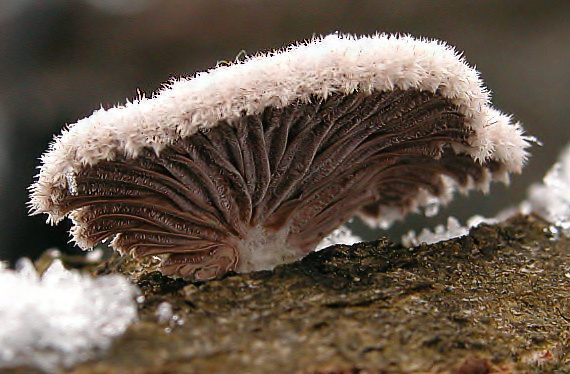 klanolupeňovka obyčajná Schizophyllum commune Fr.