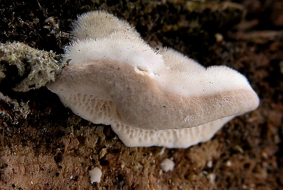 trúdnikovec chlpatý Trametes hirsuta (Wulfen) Lloyd