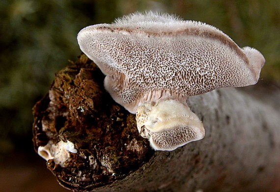 trúdnikovec chlpatý Trametes hirsuta (Wulfen) Lloyd