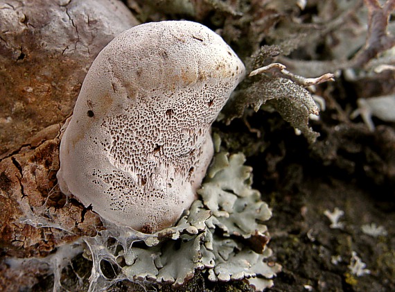 ohňovec Phellinus sp.