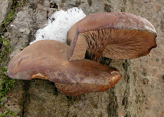 pňovka neskorá Sarcomyxa serotina (Pers.) P. Karst.