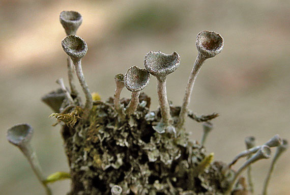 dutohlávka Cladonia fimbriata