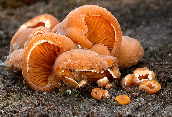 hlivník hniezdovitý Phyllotopsis nidulans (Pers.) Singer