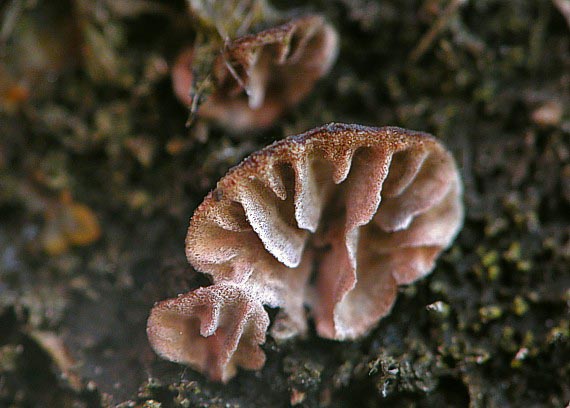 trámovka jedľová Gloeophyllum abietinum (Bull.) P. Karst.