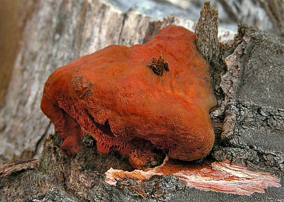 červenica rumelková Pycnoporus cinnabarinus (Jacq.) P. Karst.