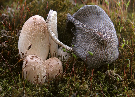 hnojník okrový Coprinellus domesticus (Bolton) Vilgalys, Hopple & Jacq. Johnson