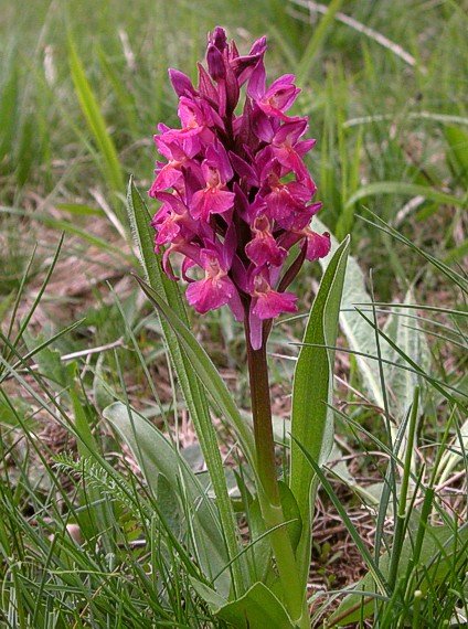 prstovník bazový Dactylorhiza sambucina (L.) Soó