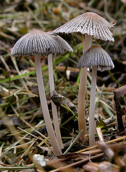 hnojník Coprinus sp.