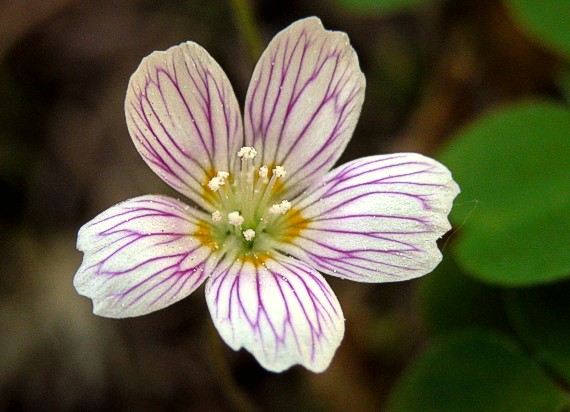 kyslička obyčajná Oxalis acetosella L.