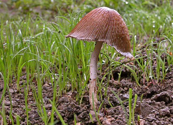 hnojník okrový Coprinellus domesticus (Bolton) Vilgalys, Hopple & Jacq. Johnson