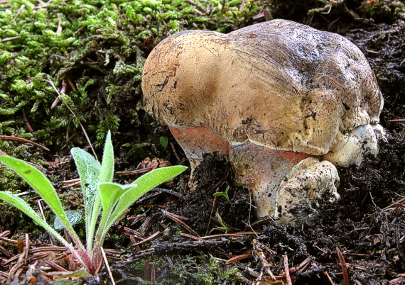 hríb zrnitohlúbikový Sutorius luridiformis (Rostk.) G. Wu & Zhu L. Yang