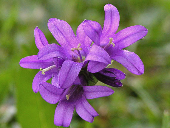 zvonček klbkatý - zvonek klubkatý Campanula glomerata agg. L.