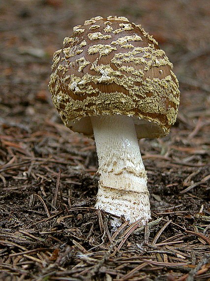 muchotrávka hrubá Amanita excelsa (Fr.) Bertill.