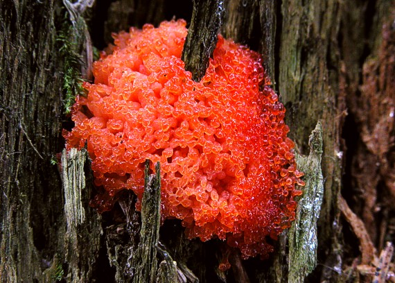 jahodník sasankovitý Tubifera ferruginosa (Batsch) J.F. Gmel.