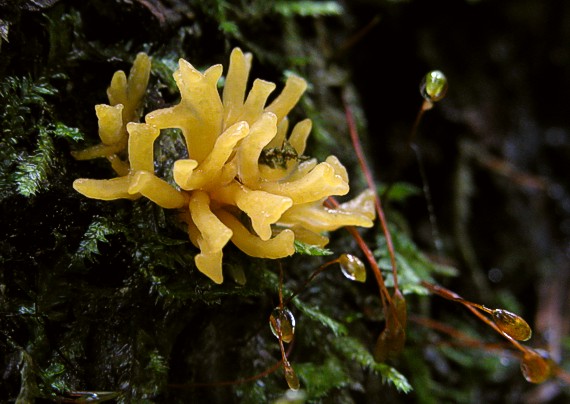 parôžkovec malý Calocera cornea (Fr.) Loud.