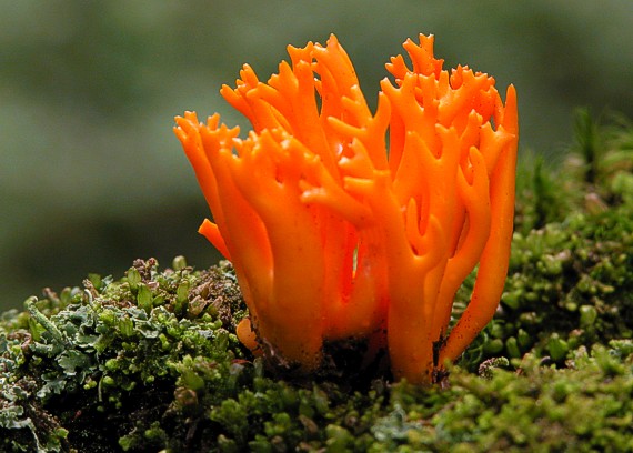 parôžkovec lepkavý Calocera viscosa (Pers.) Fr.