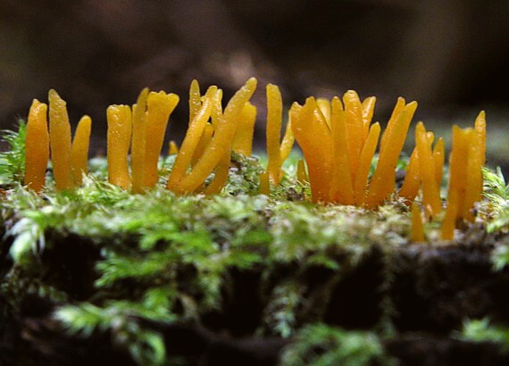 parôžkovec malý Calocera cornea (Fr.) Loud.