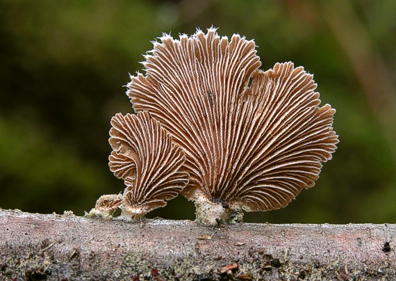 klanolupeňovka obyčajná Schizophyllum commune Fr.