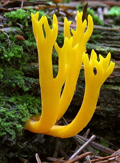 parôžkovec lepkavý Calocera viscosa (Pers.) Fr.