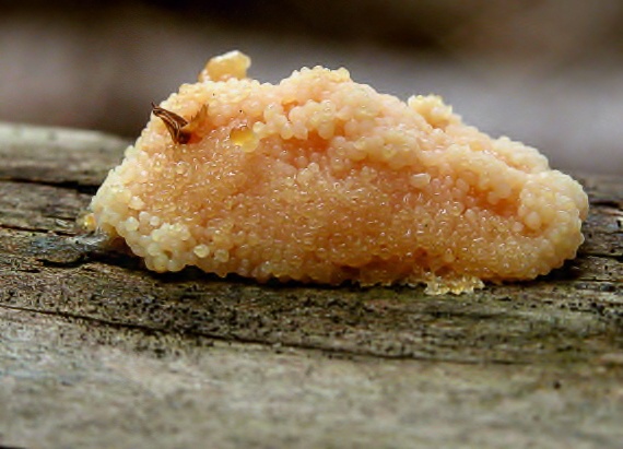 zlepníček jahodovitý Tubifera ferruginosa (Batsch) J.F. Gmel.