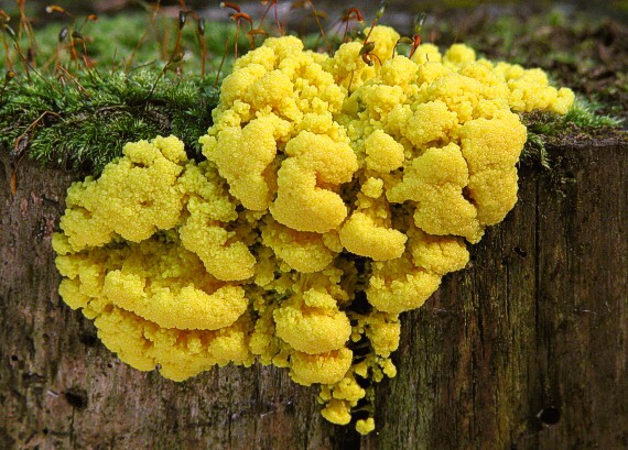 slizovka Myxomycetes