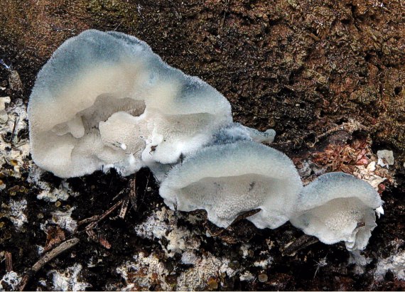 šťavnatec modrastý Cyanosporus caesius (Schrad.) McGinty
