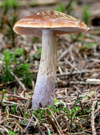 pavučinovec Cortinarius sp.