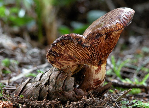 čechračka podvinutá Paxillus involutus (Batsch) Fr.