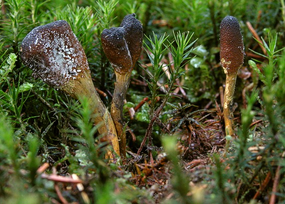 žezlovka srnková Tolypocladium ophioglossoides (J.F. Gmel.) Quandt, Kepler & Spatafora