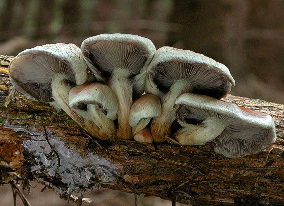 strapcovka Hypholoma sp.