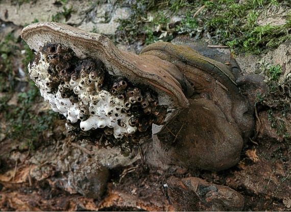 lesklokôrovka plochá Ganoderma applanatum (Pers.) Pat.