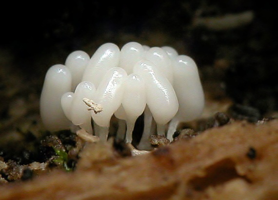 vlnatka šedá (cz) Arcyria cinerea (Bull.) Pers.