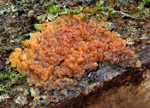 slzovec Dacrymyces sp.