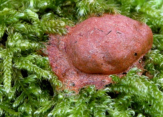 sieťnatka obyčajná Reticularia lycoperdon Bull.