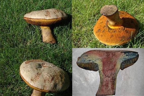 hríb Boletus sp.