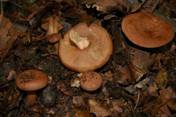 rýdzik Lactarius sp.