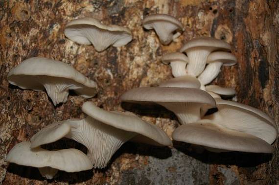 hliva buková Pleurotus pulmonarius (Fr.) Quél.