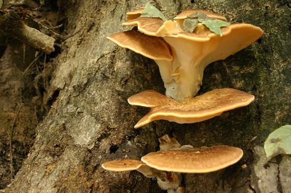 vejárovec obrovský Meripilus giganteus (Pers.) P. Karst.