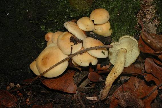 strapcovka Hypholoma sp.