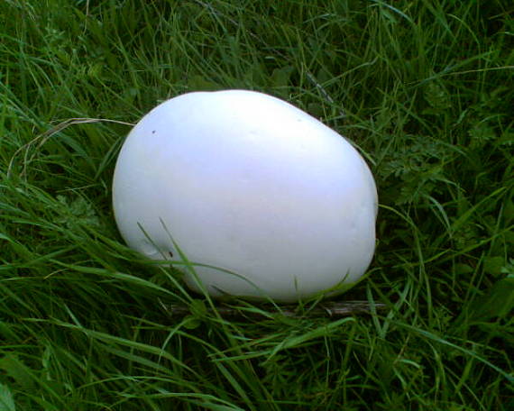 vatovec obrovský Calvatia gigantea (Batsch) Lloyd