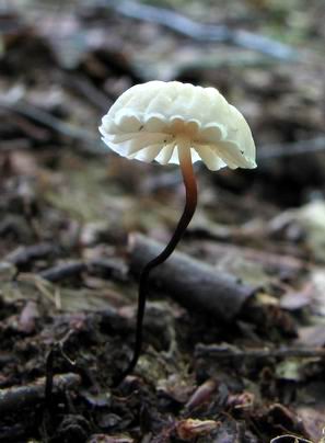 tanečnica golieriková Marasmius rotula (Scop.) Fr.