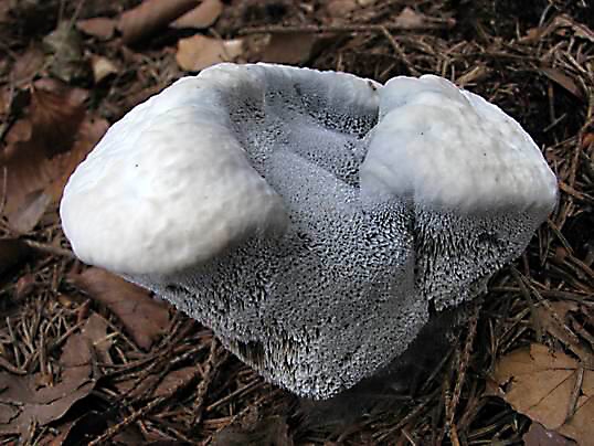 jelenkovka modrastá Hydnellum caeruleum (Hornem.) P. Karst.