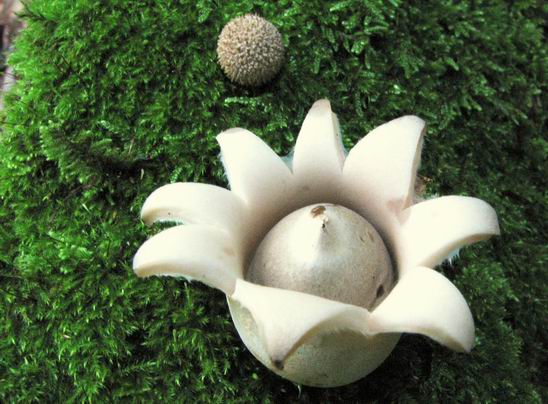 hviezdovka Geastrum sp.