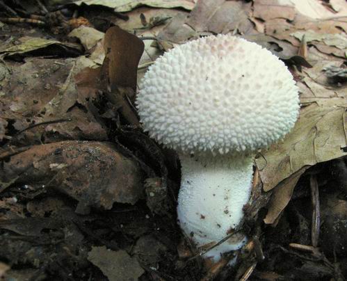 prášnica bradavičnatá Lycoperdon perlatum Pers.