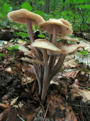 peniazovka trsovitá Gymnopus confluens (Pers.) Antonín, Halling & Noordel.