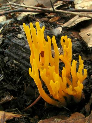 parôžkovec lepkavý Calocera viscosa (Pers.) Fr.