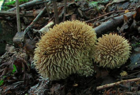 prášnica pichliačová Lycoperdon echinatum Pers.