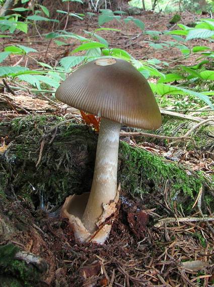 muchotrávka umbrovožltá Amanita battarrae (Boud.) Bon