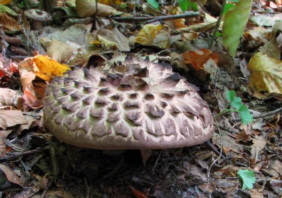 jelenkovec škridlicovitý Sarcodon imbricatus (L.) P. Karst.