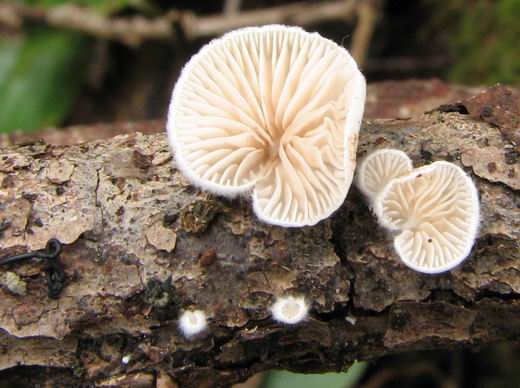 pahliva Crepidotus sp.